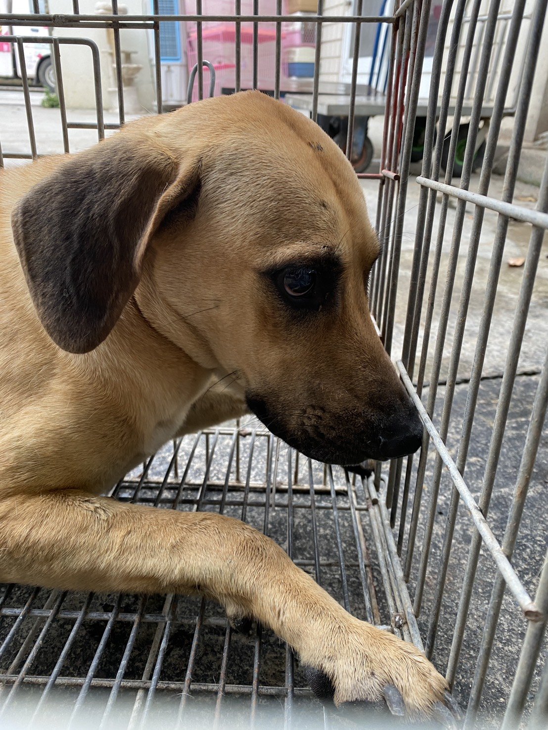 混種犬