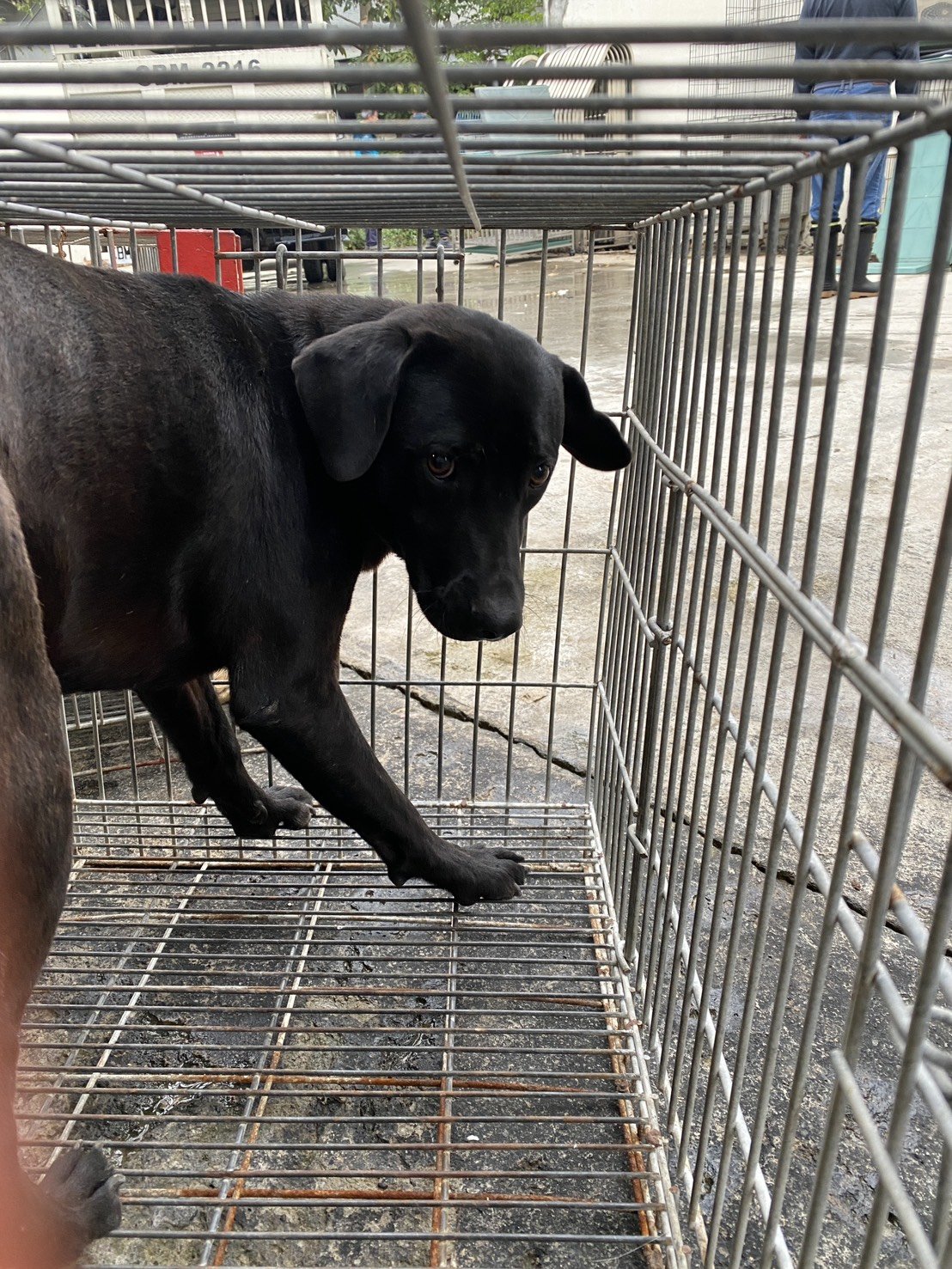 混種犬