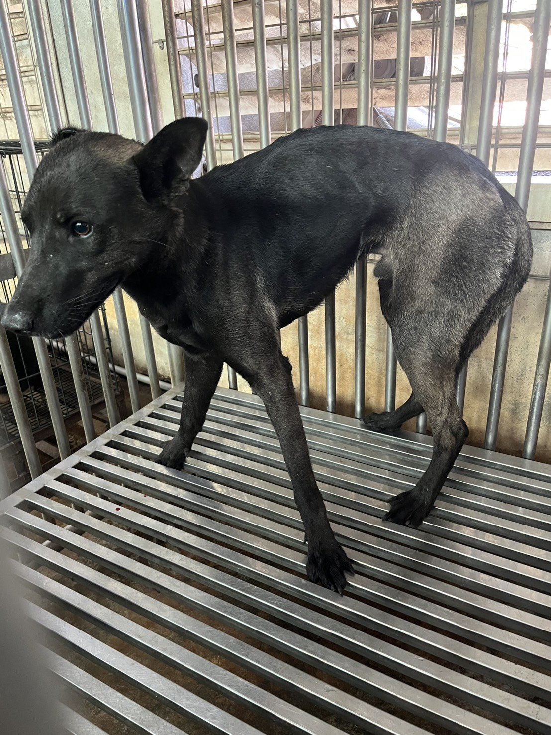 混種犬