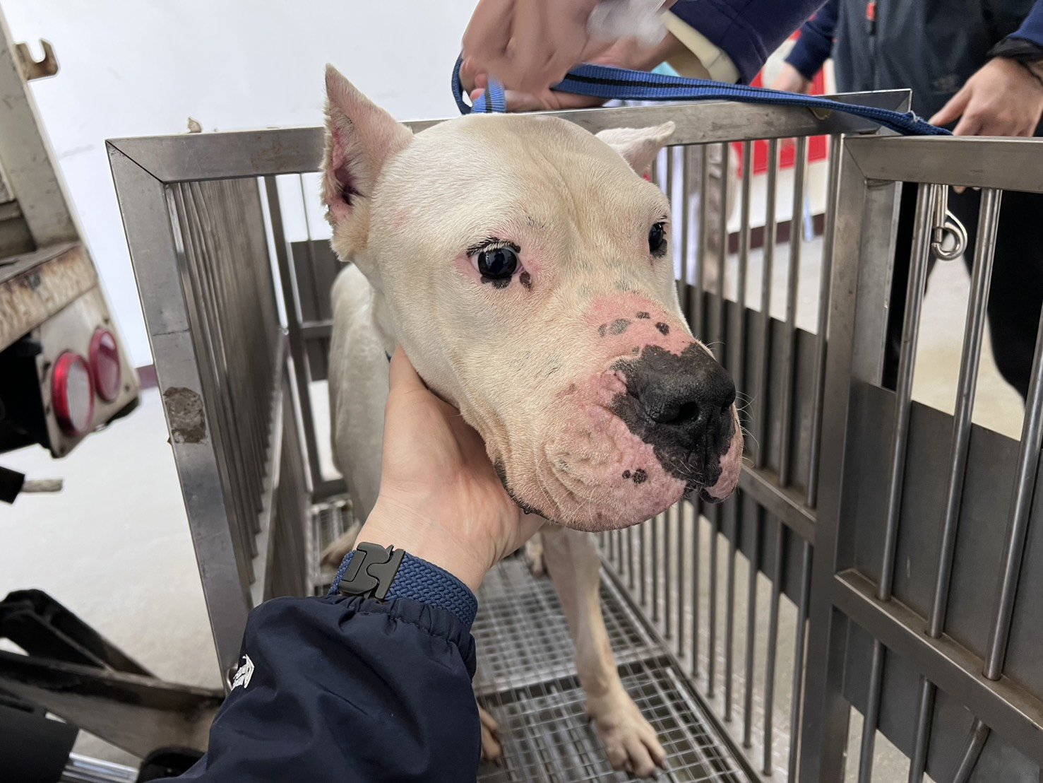 阿根廷杜告犬
