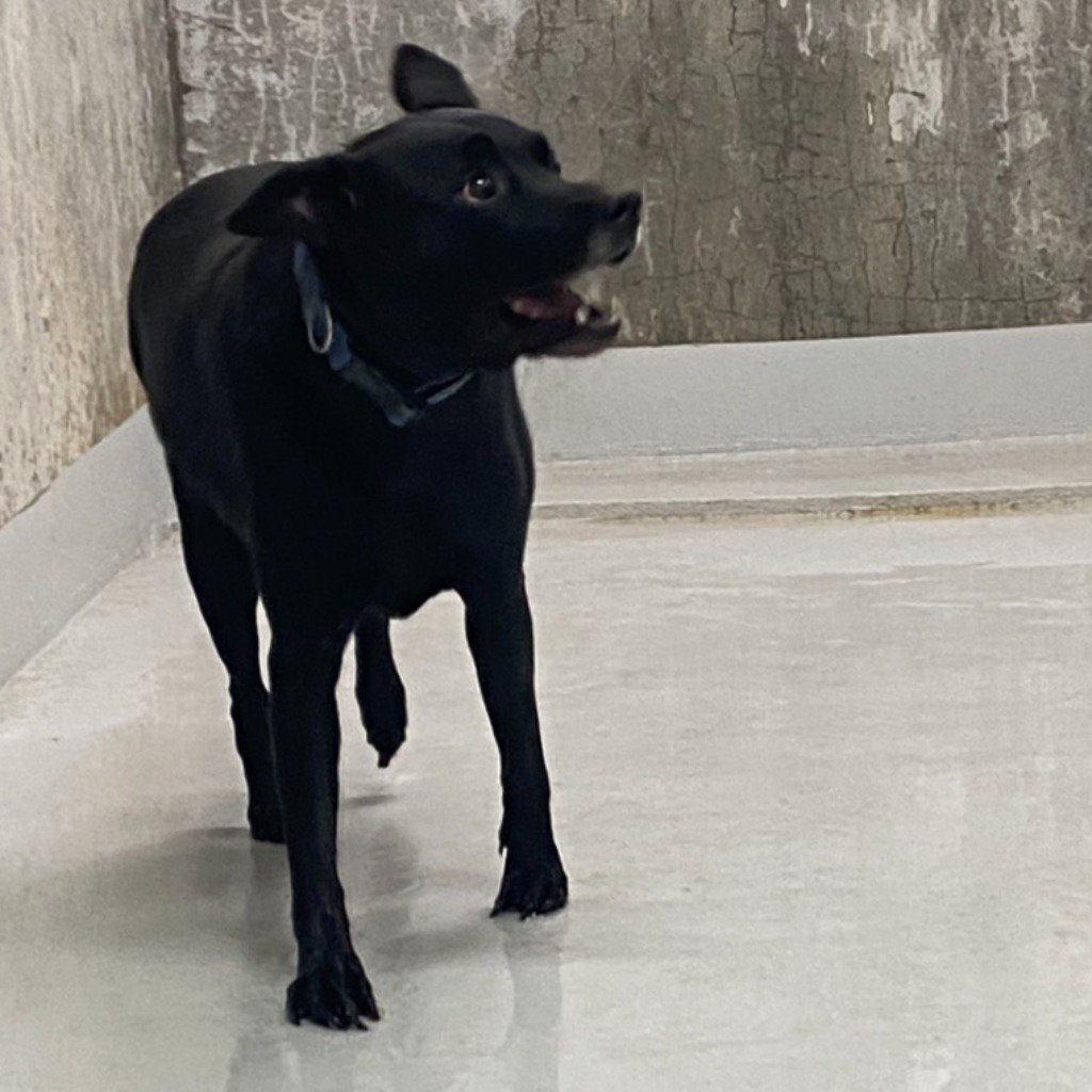 混種犬