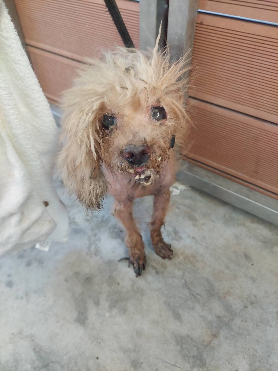 貴賓犬