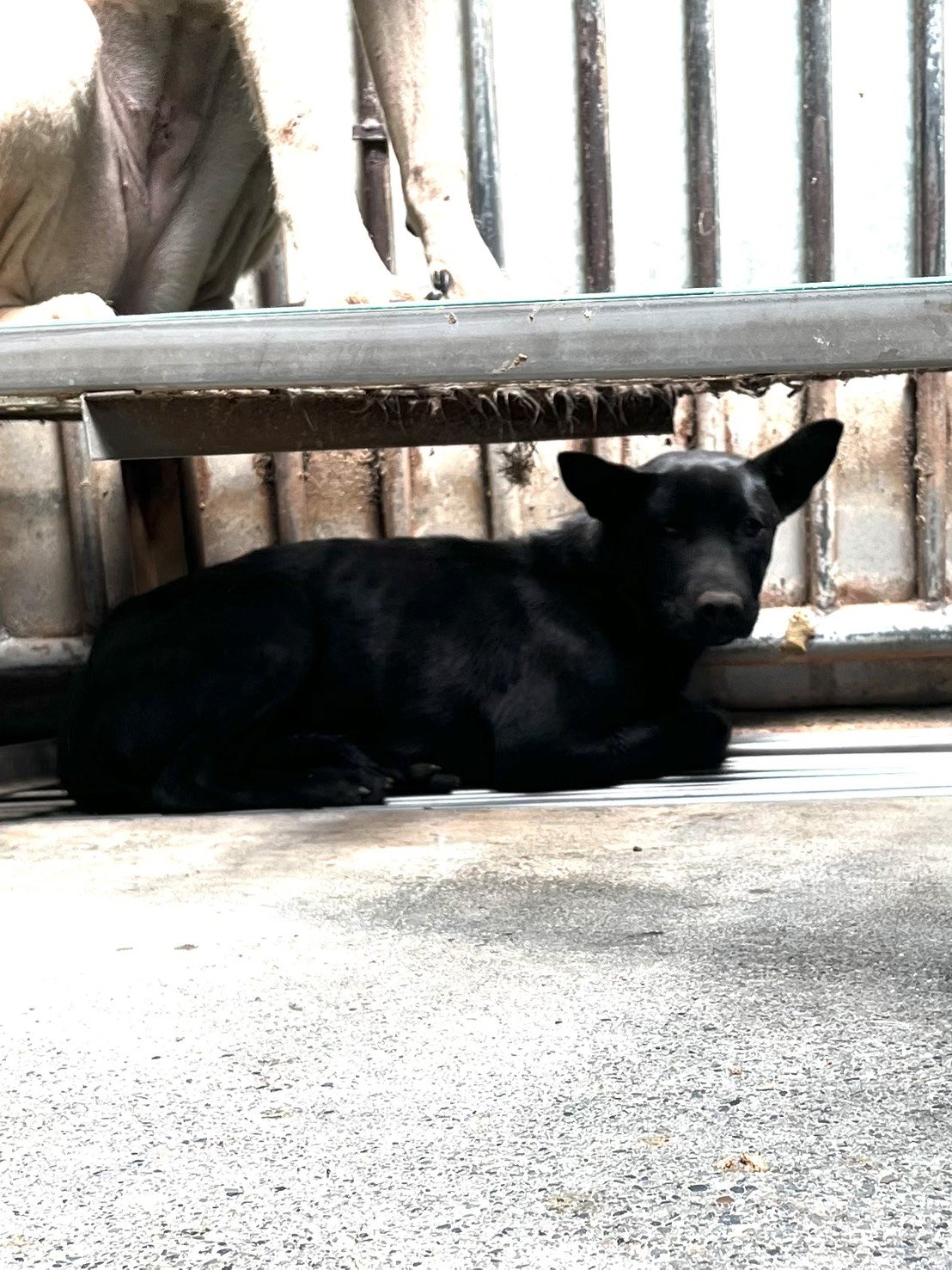 混種犬