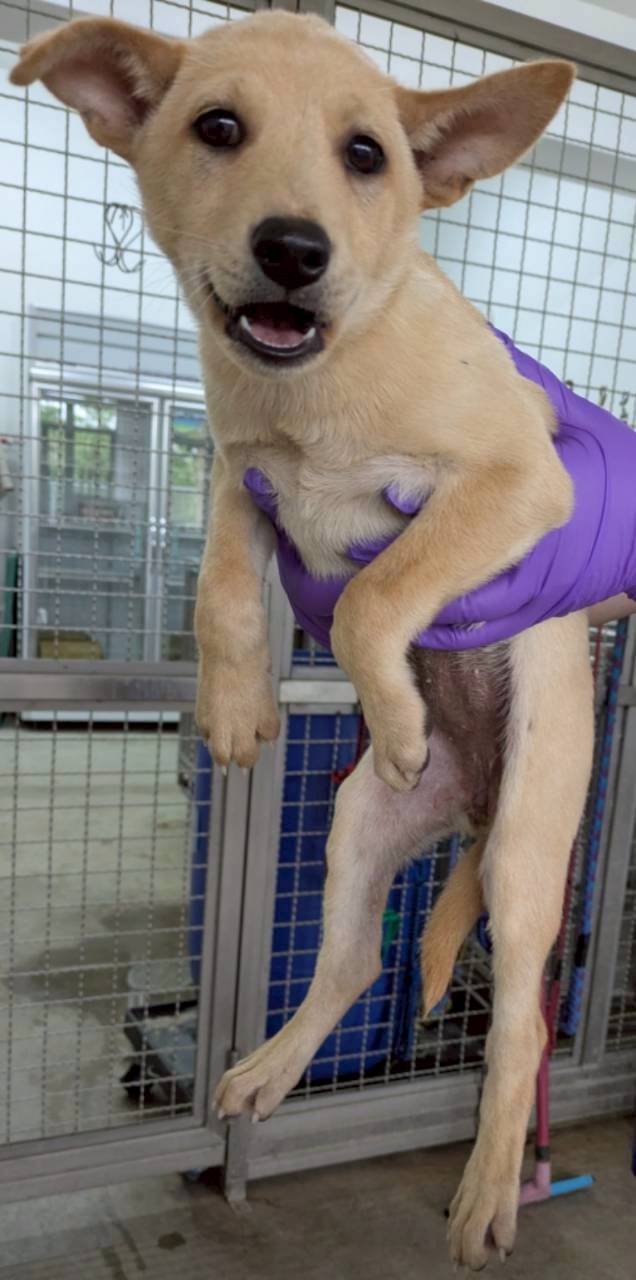 混種犬