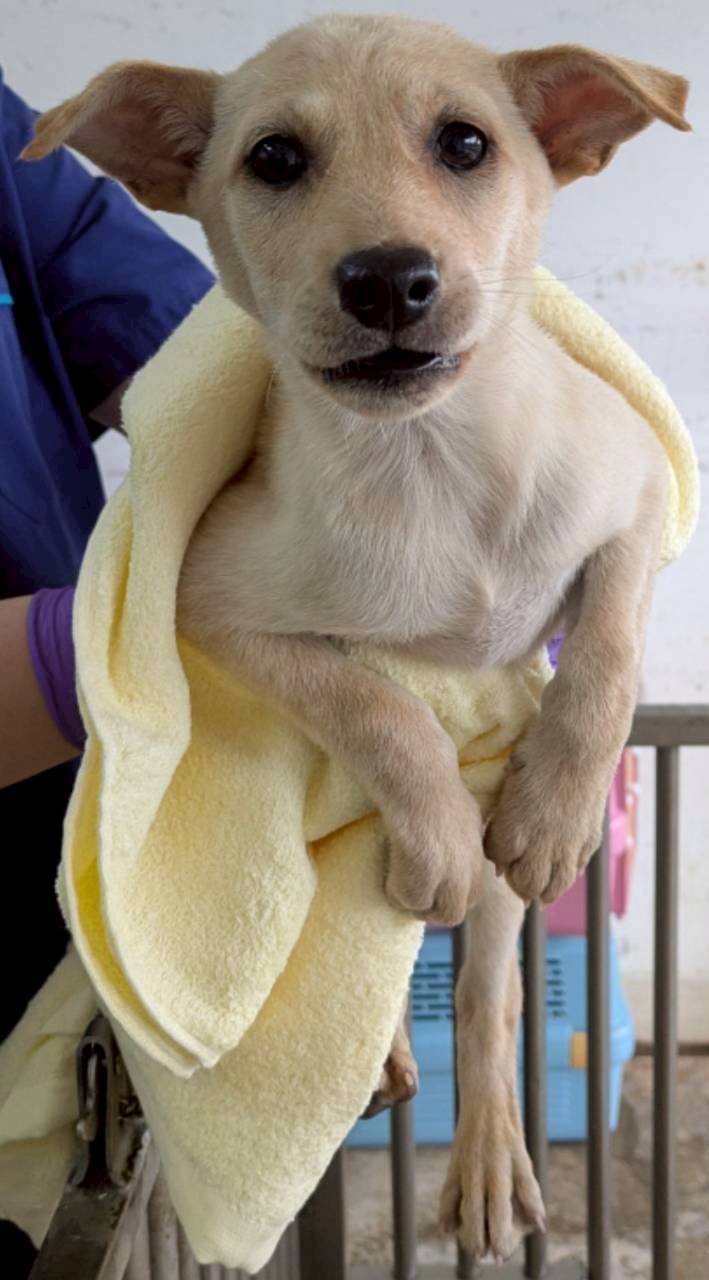 混種犬