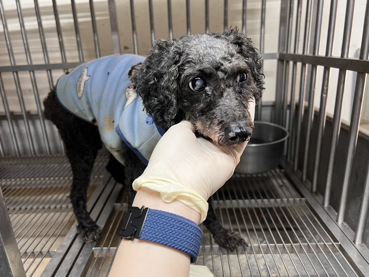 貴賓犬