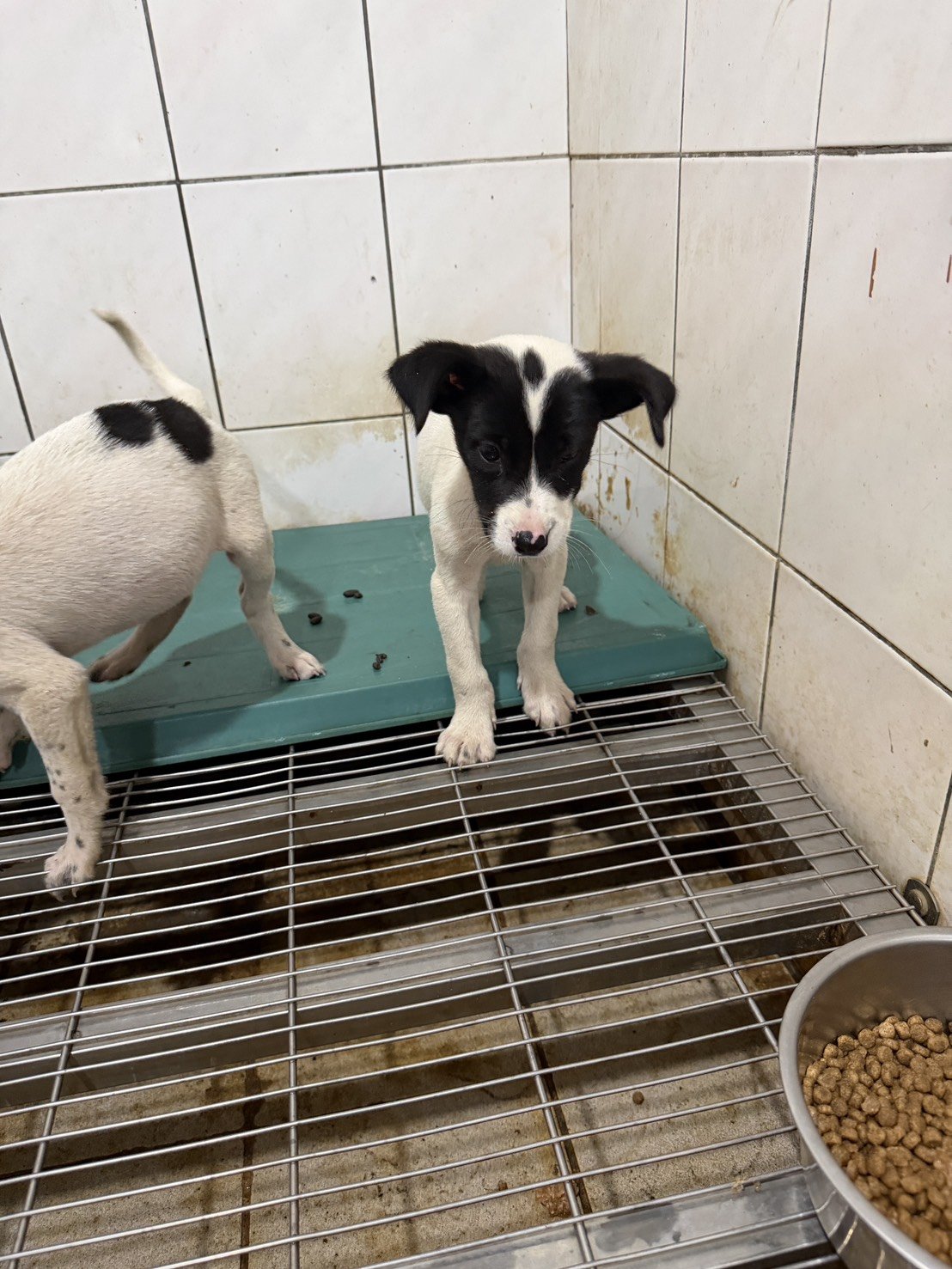 混種犬