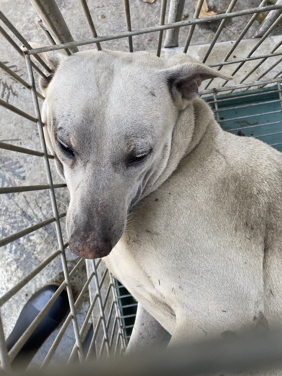 混種犬