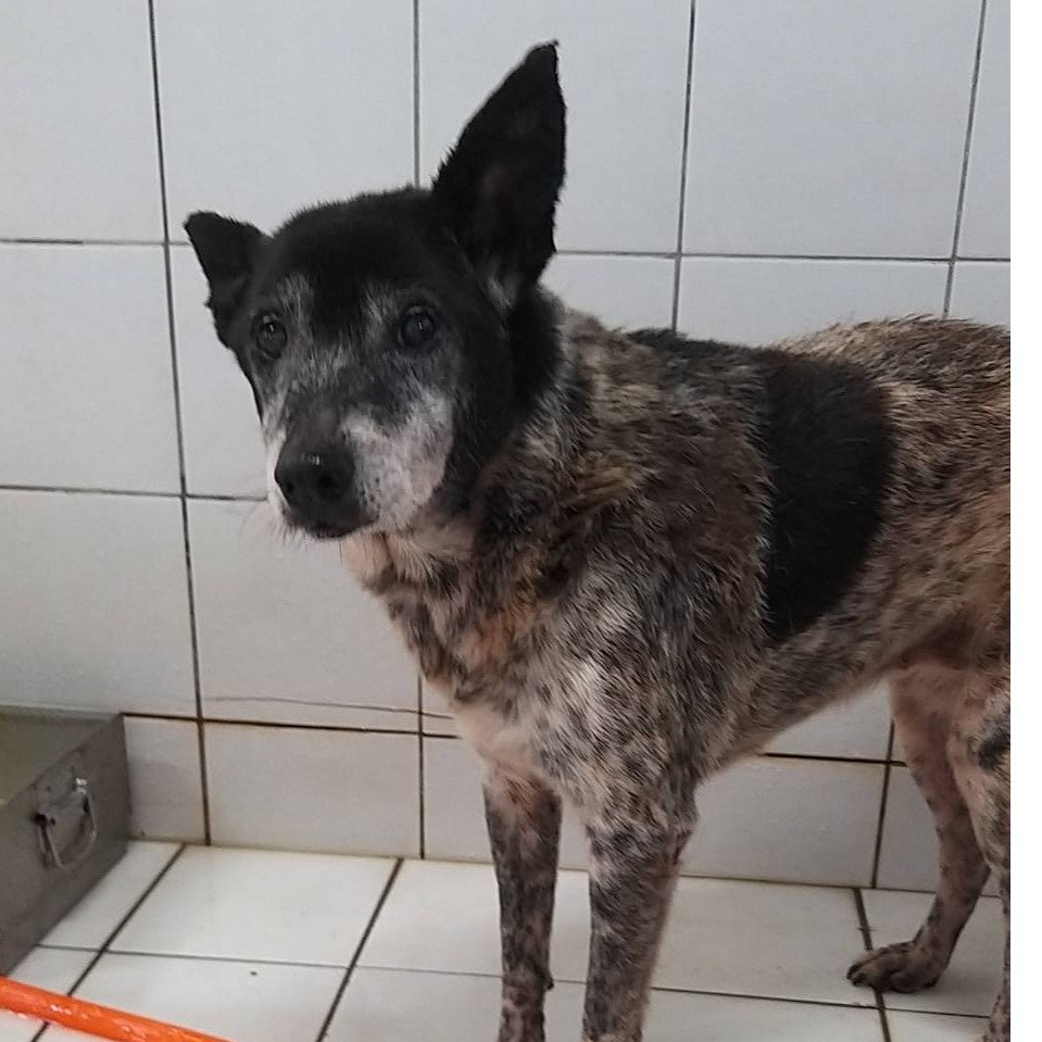 混種犬