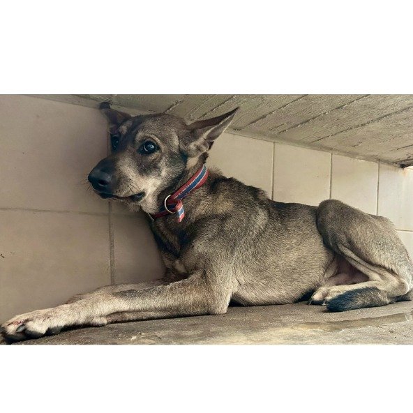 混種犬