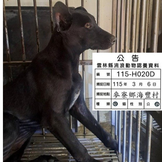 混種犬