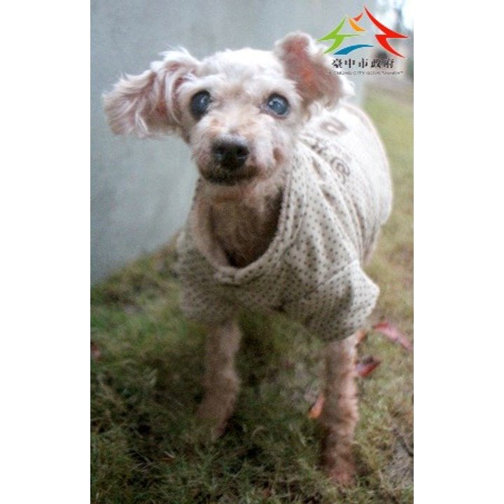 混種犬