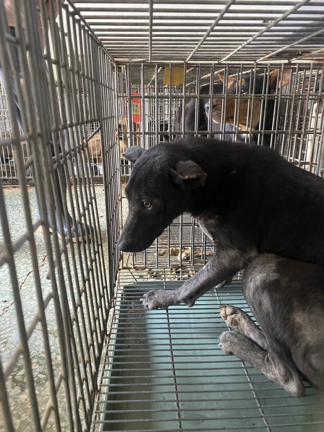 混種犬