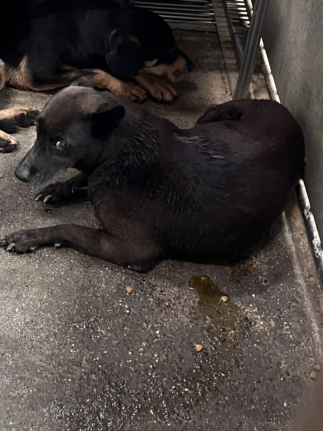混種犬