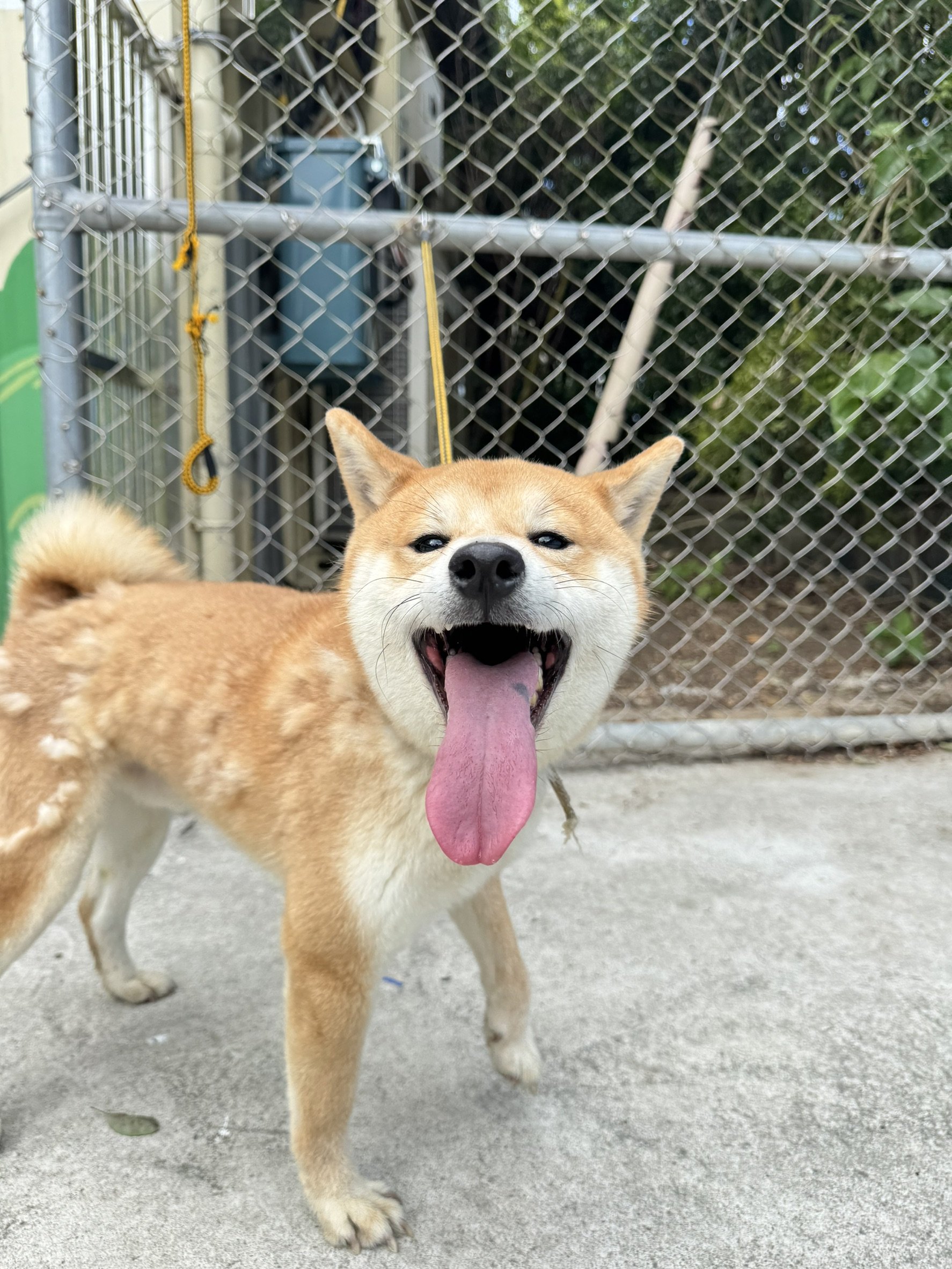 柴犬