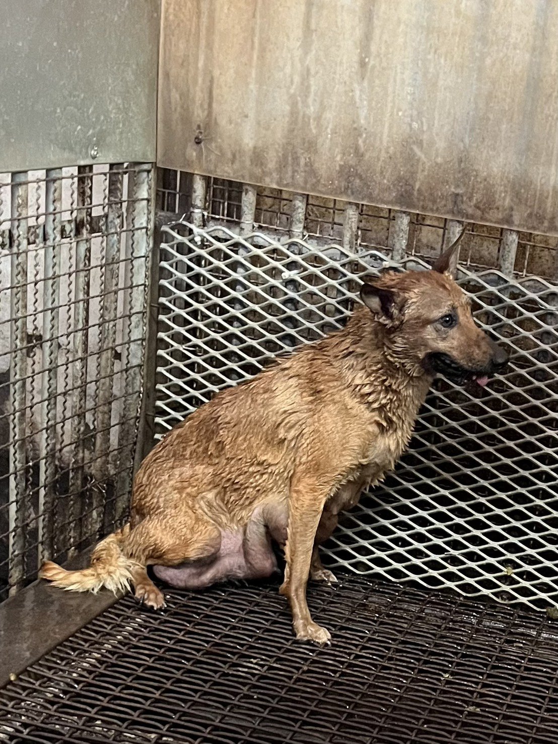 混種犬