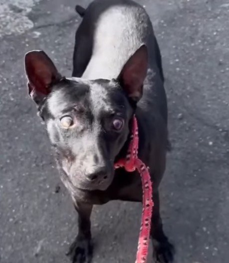 混種犬