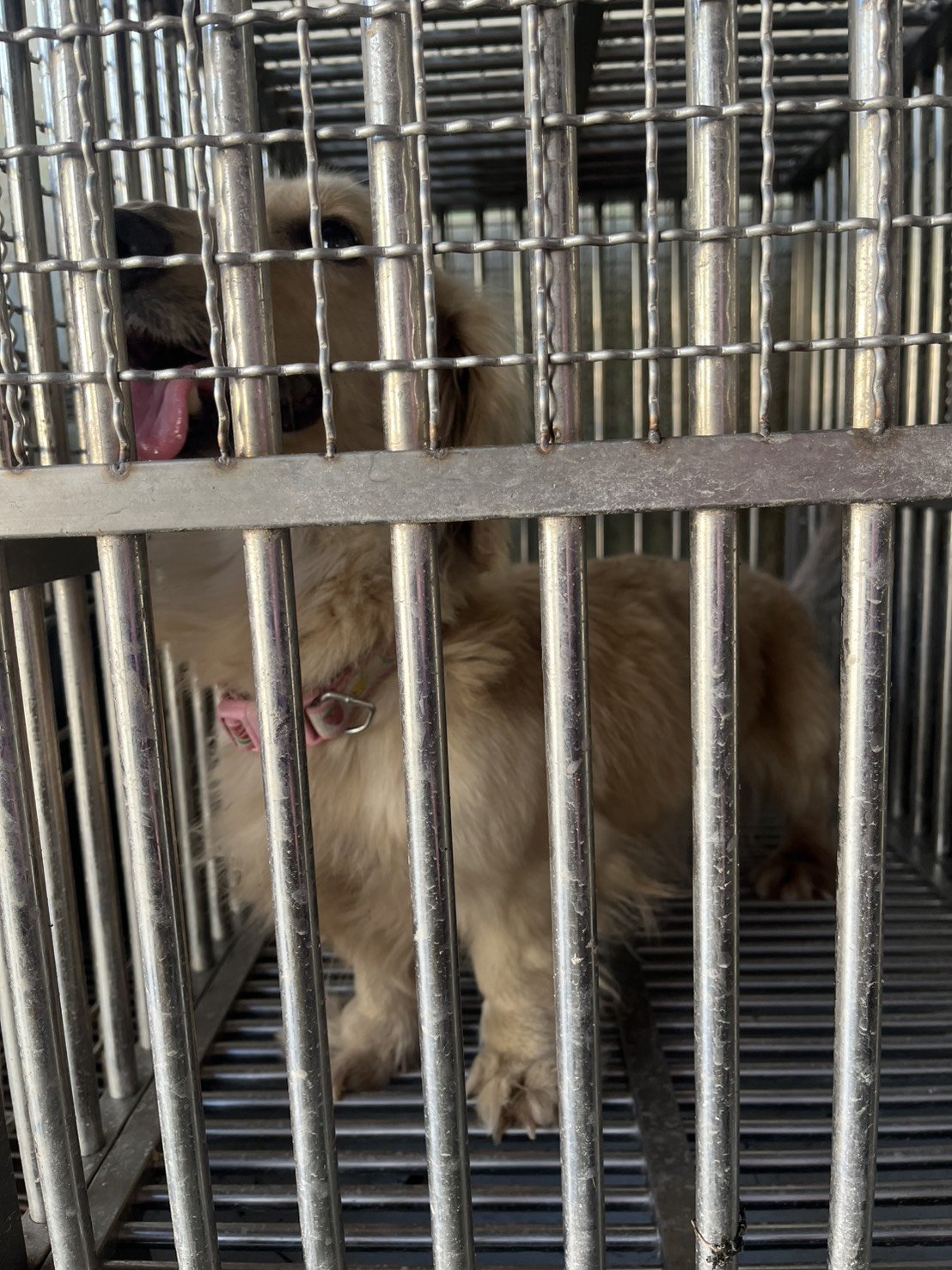 法國鬥牛犬