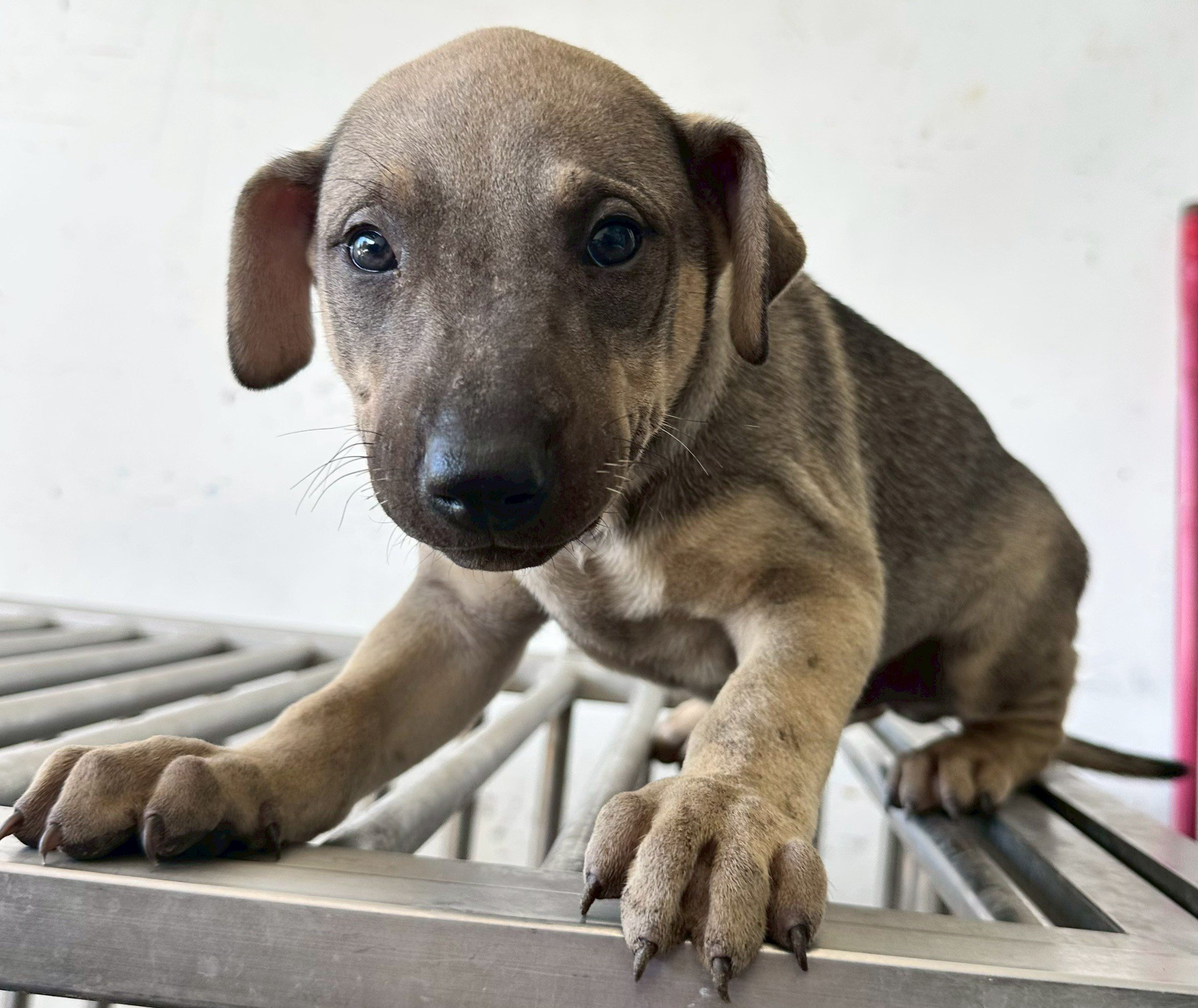 混種犬