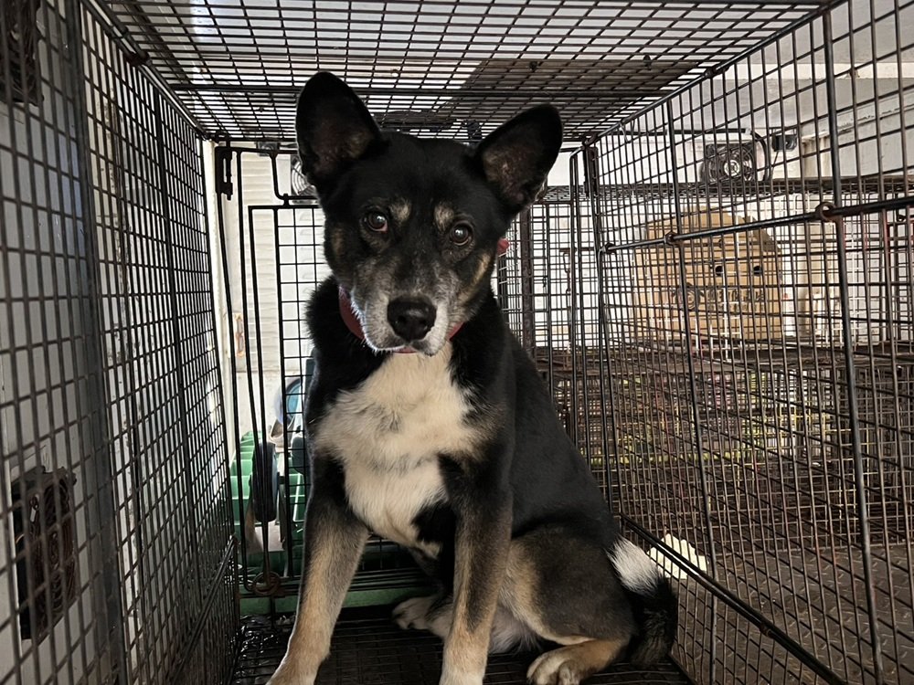 混種犬