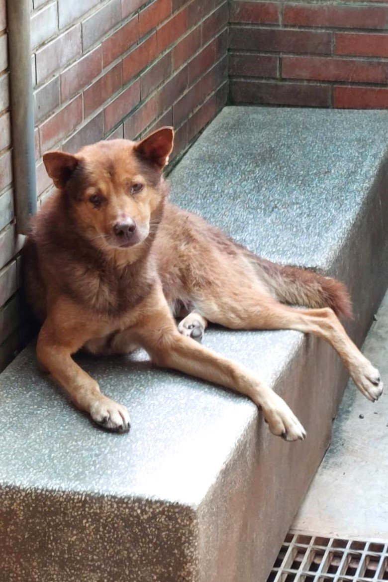 混種犬