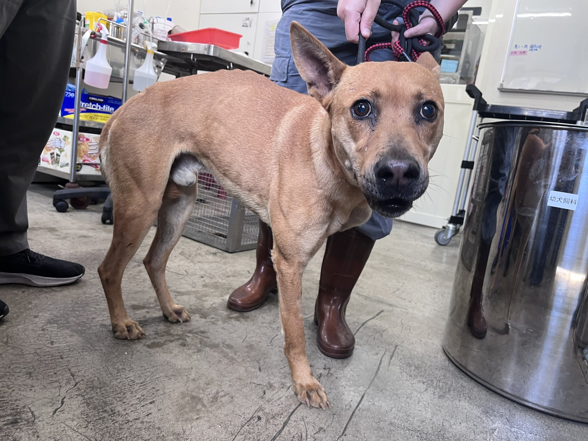 混種犬