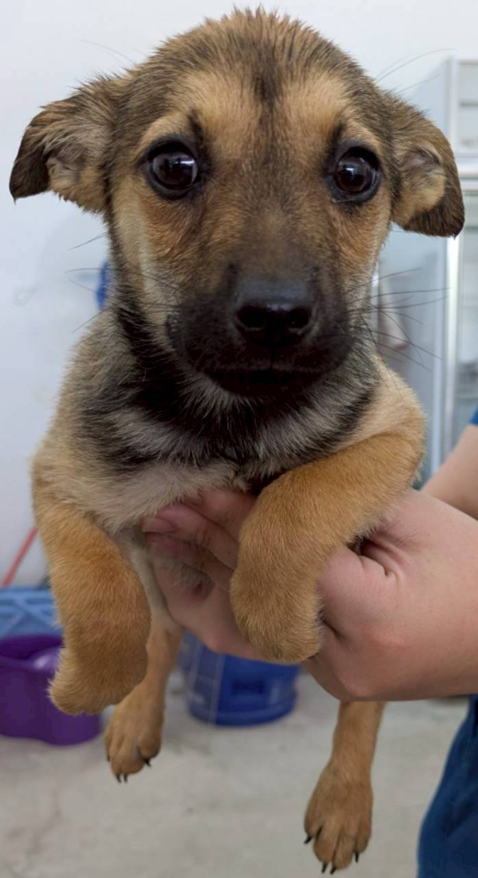混種犬