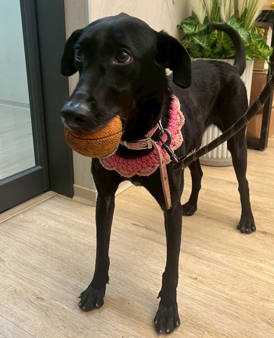 混種犬