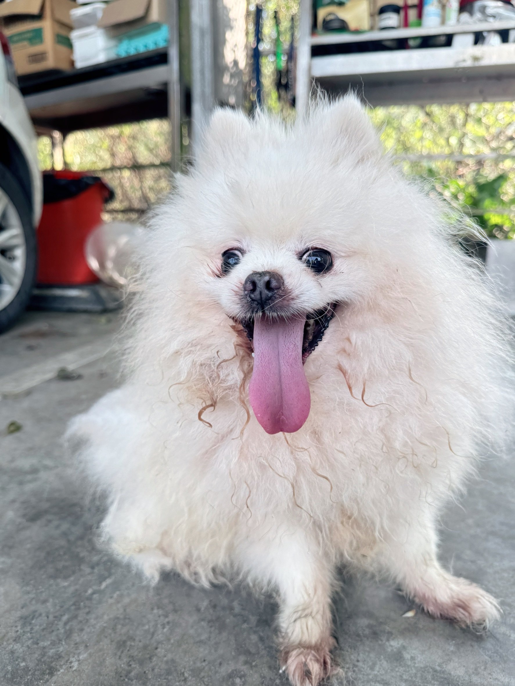 博美犬