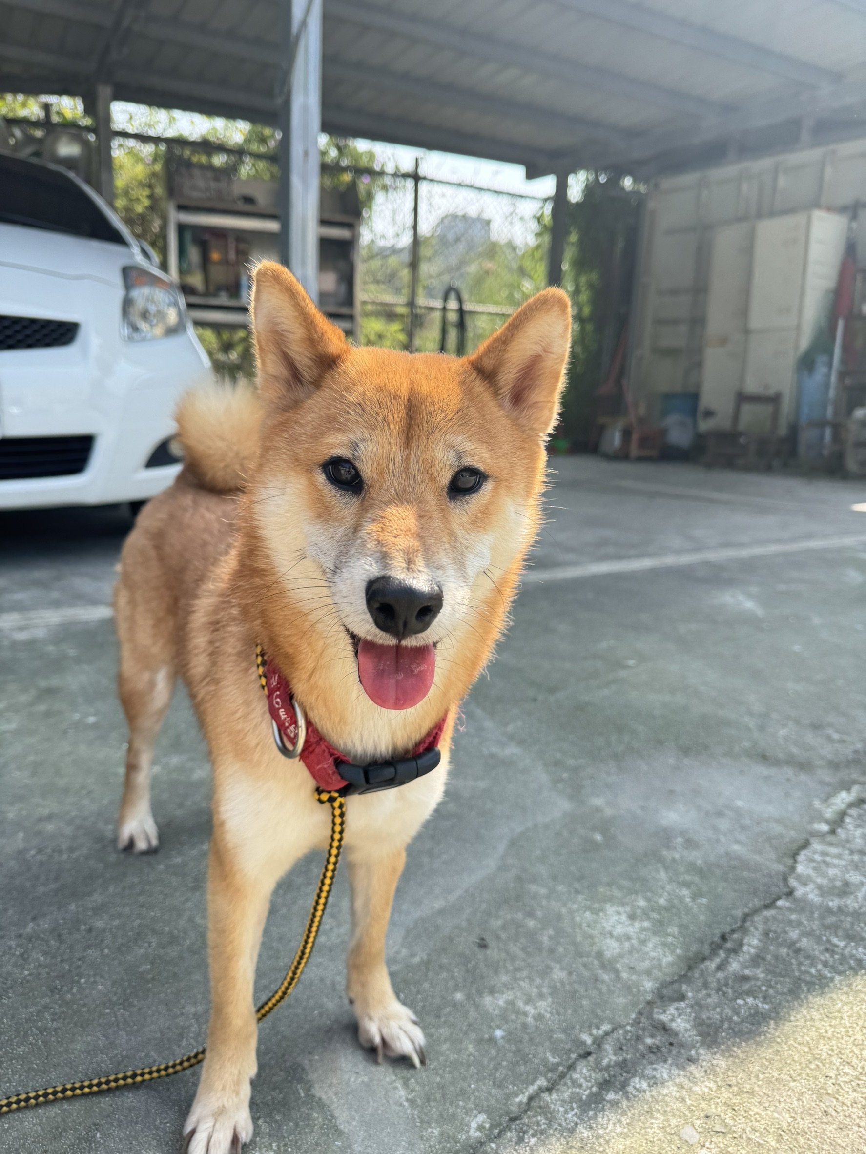 柴犬