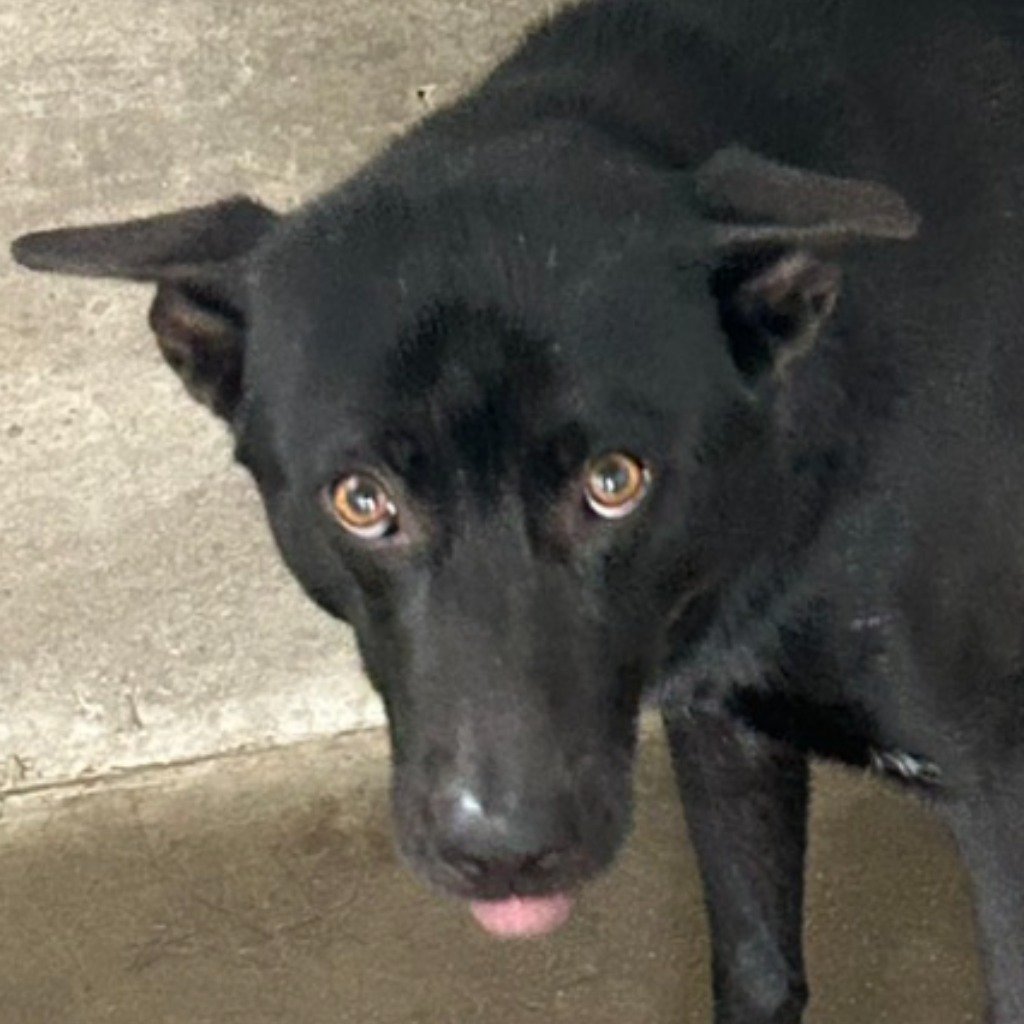 混種犬