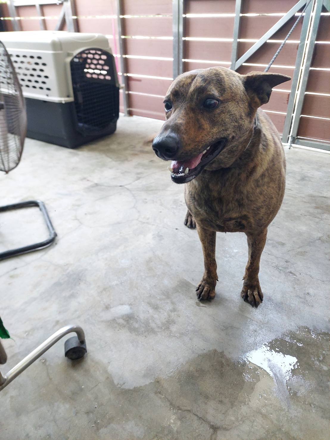 混種犬