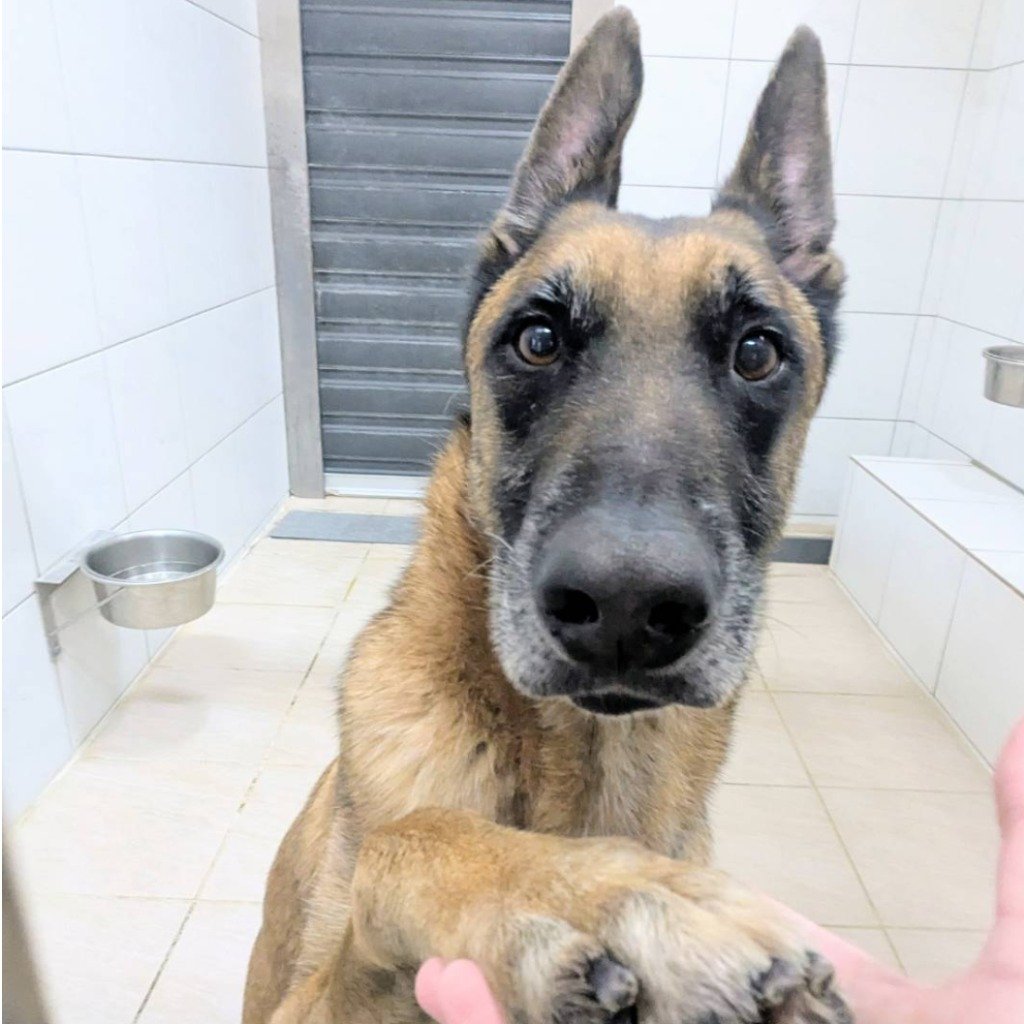 比利時狼犬