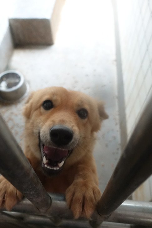 混種犬