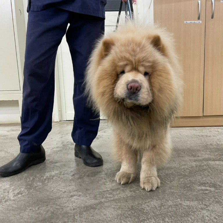 鬆獅犬