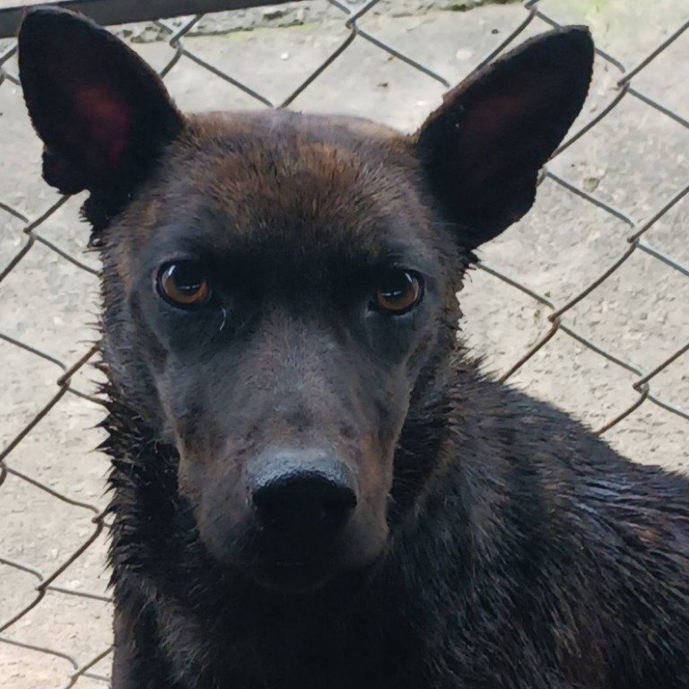 混種犬