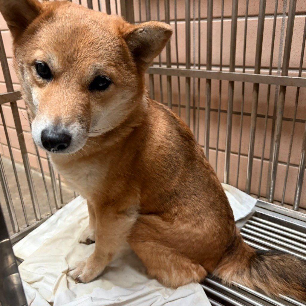 柴犬