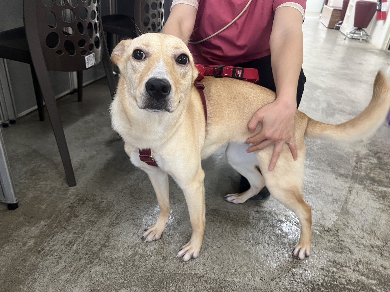 混種犬
