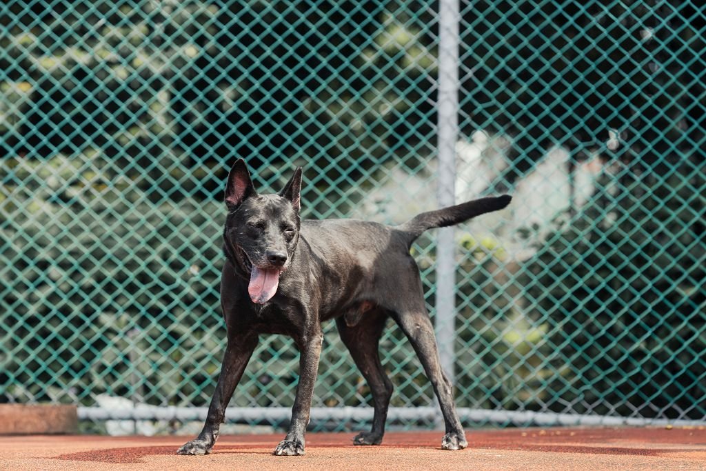 混種犬