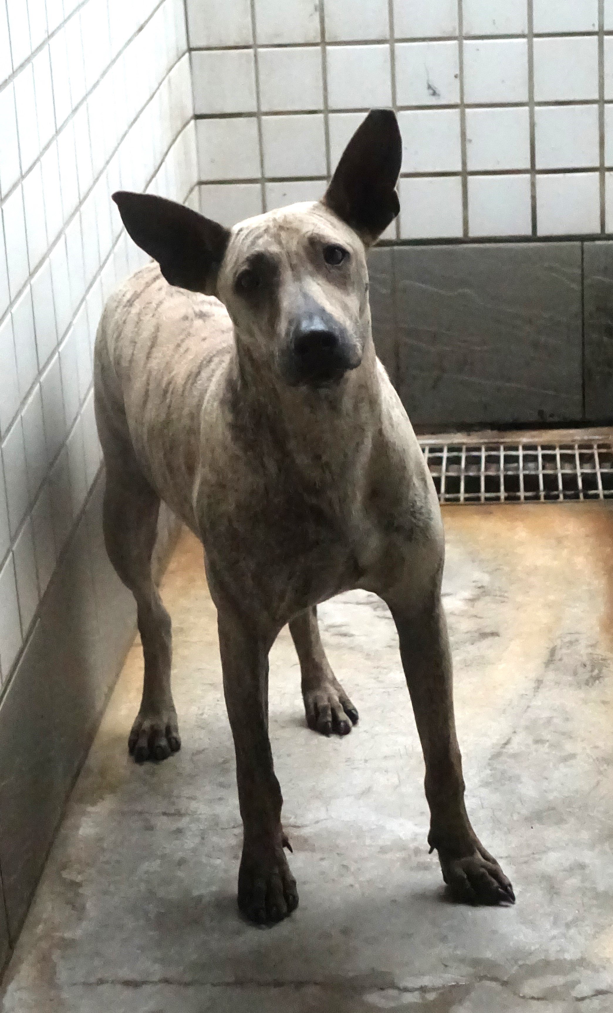 混種犬