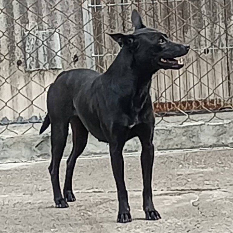 混種犬