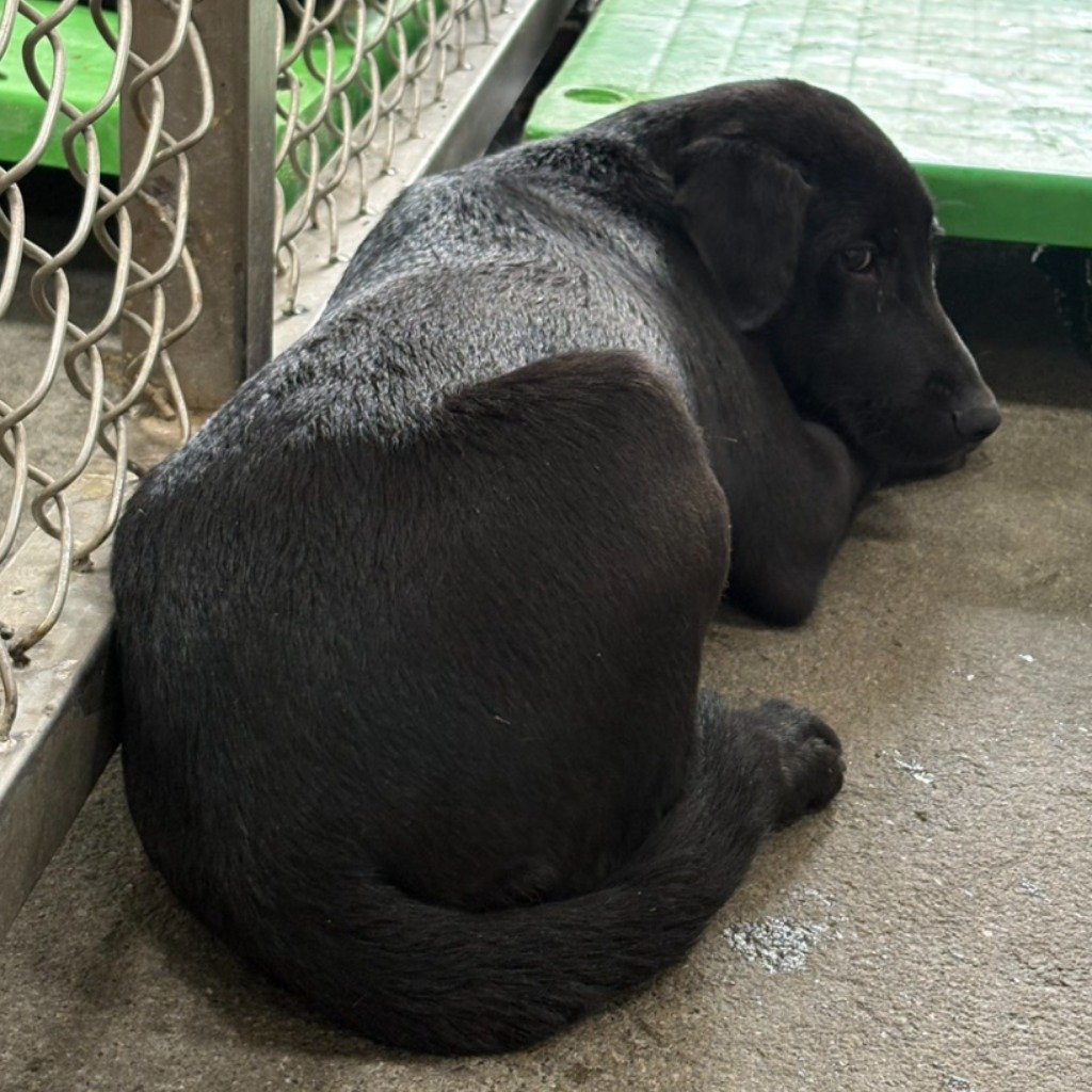 混種犬