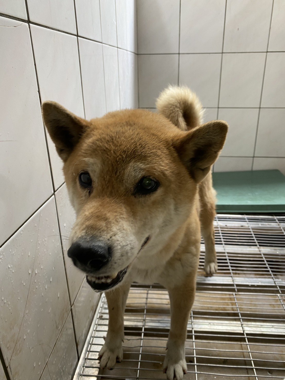混種犬