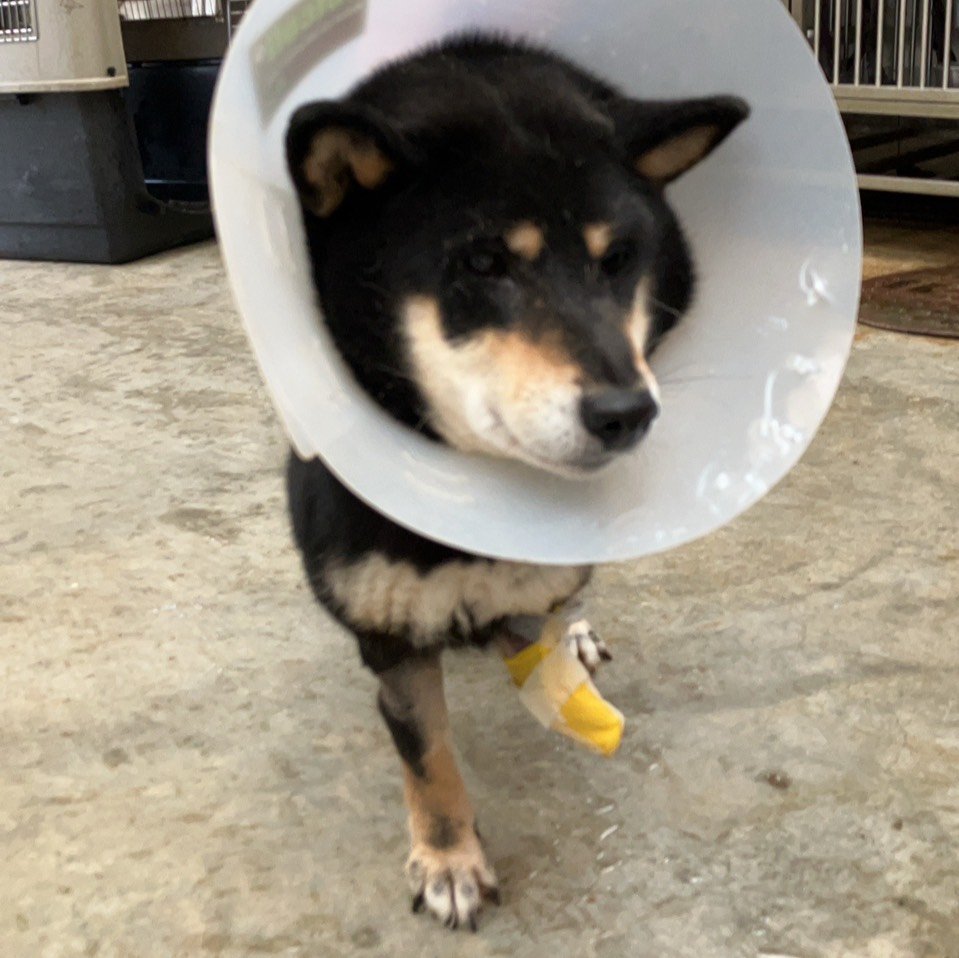 柴犬