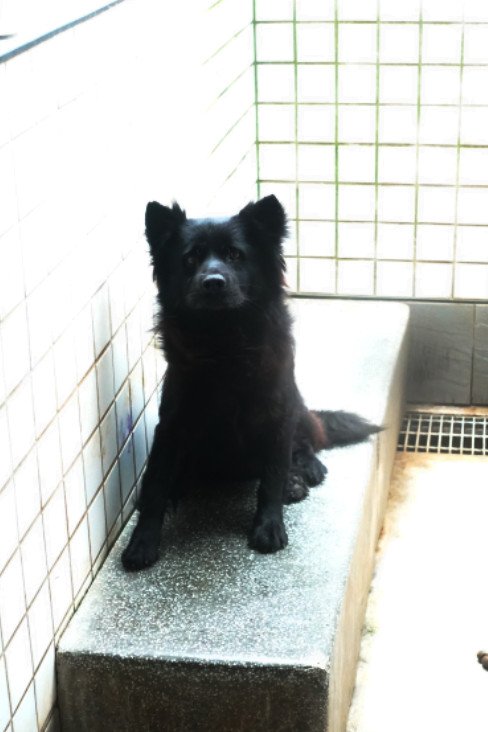 混種犬