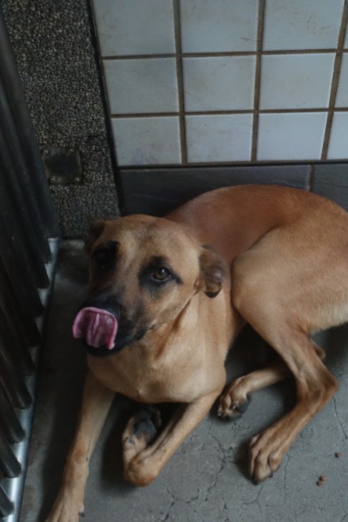 混種犬