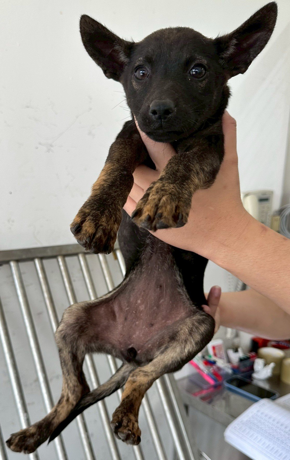 混種犬