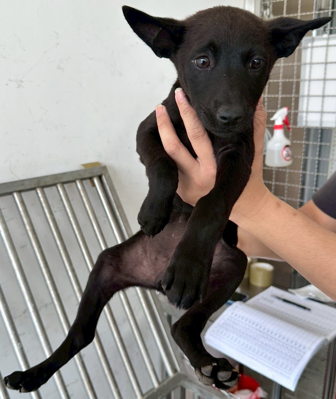 混種犬
