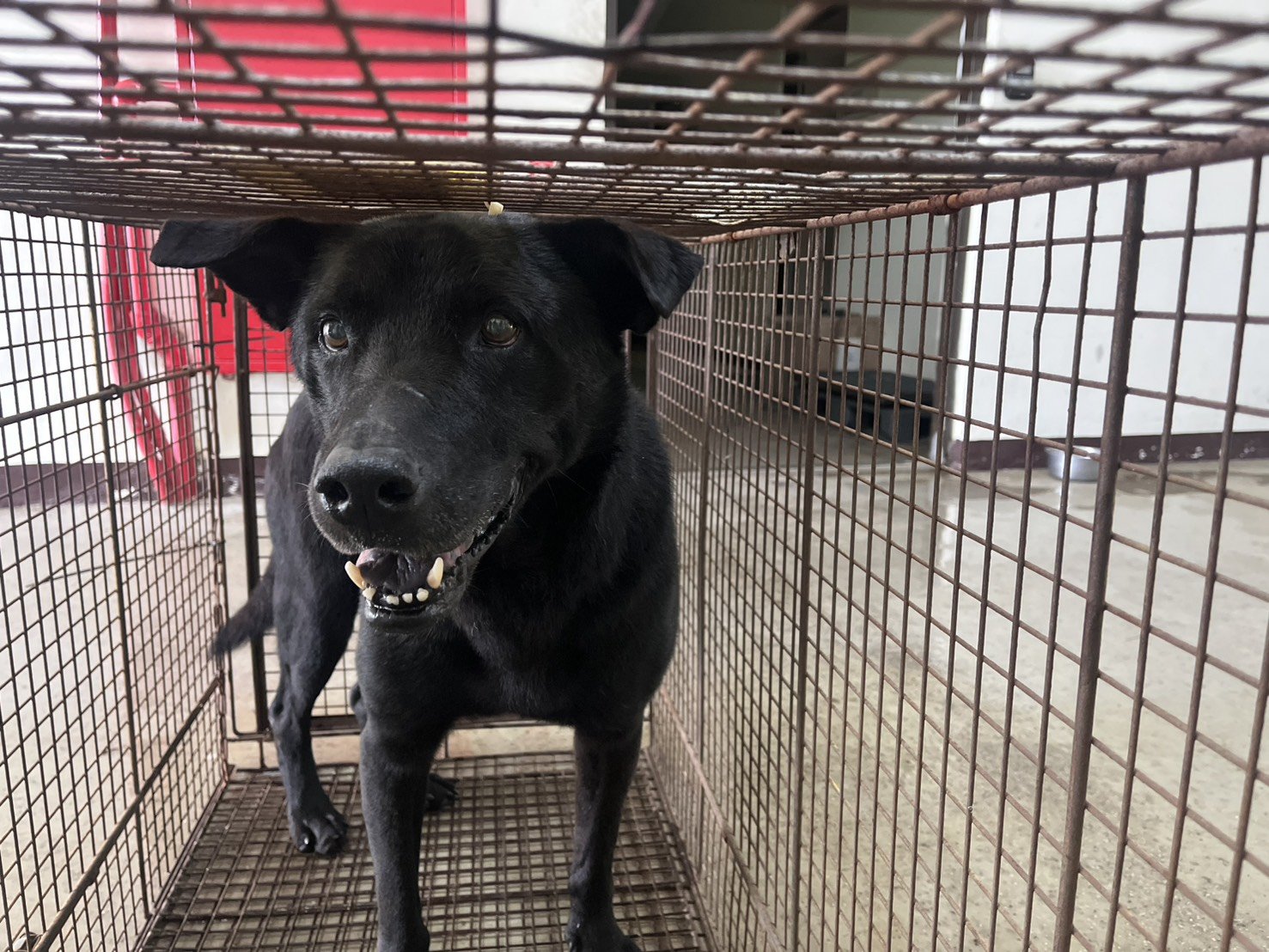 混種犬