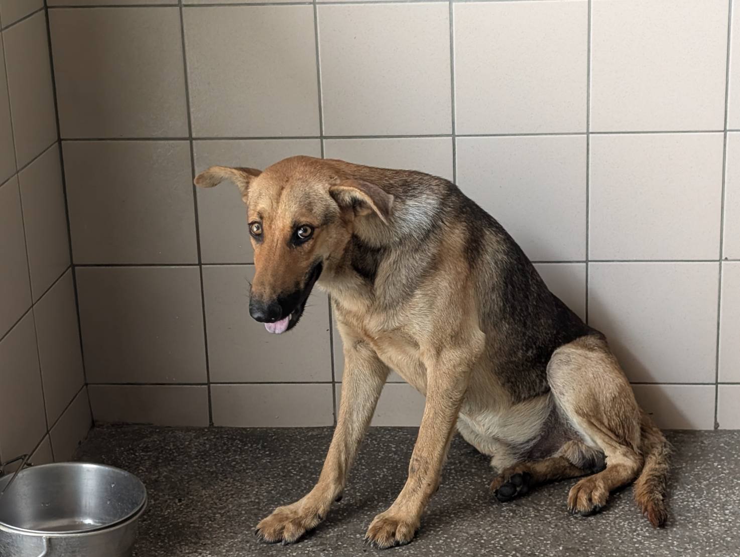 混種犬